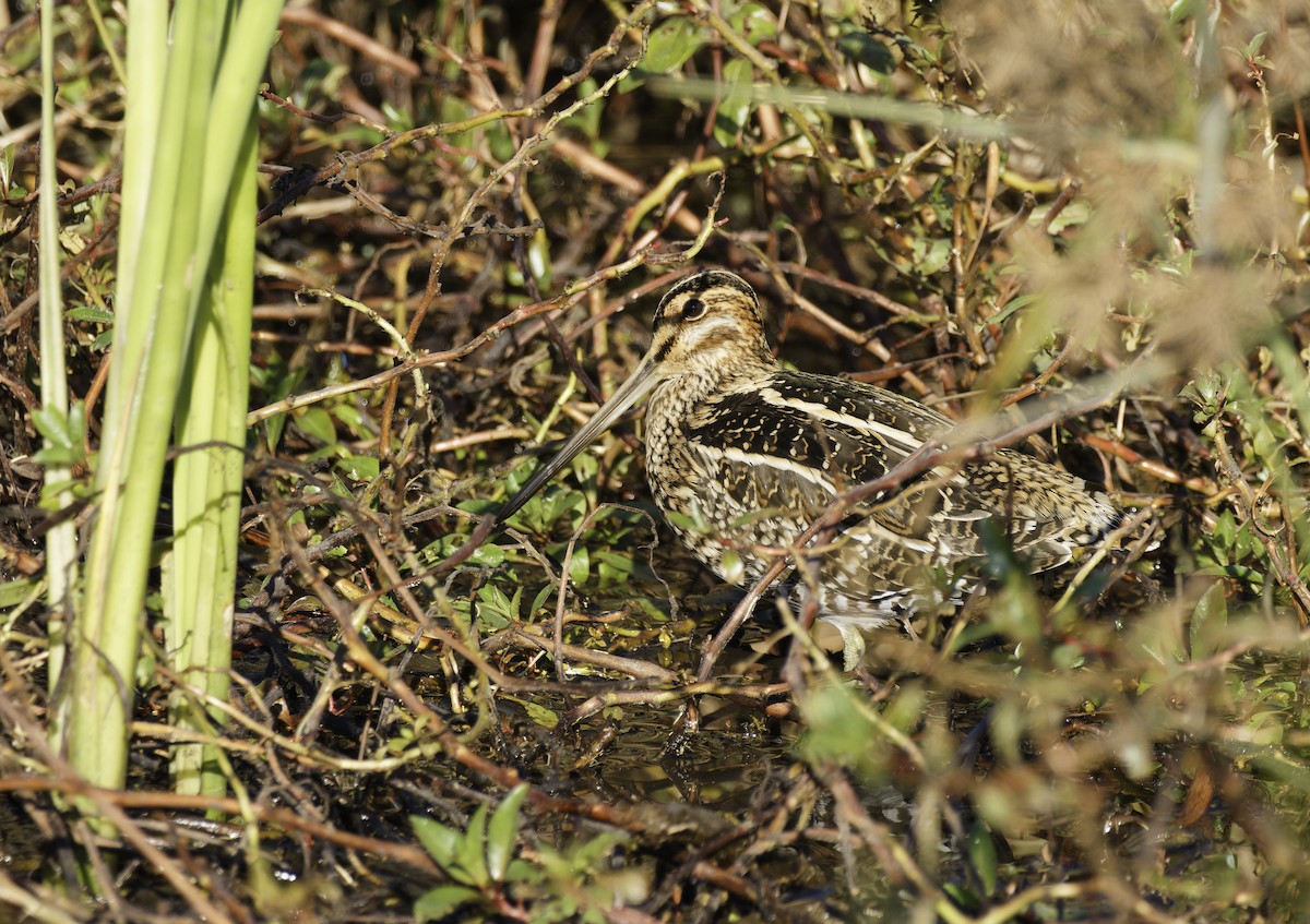 Wilson's Snipe - ML646408659