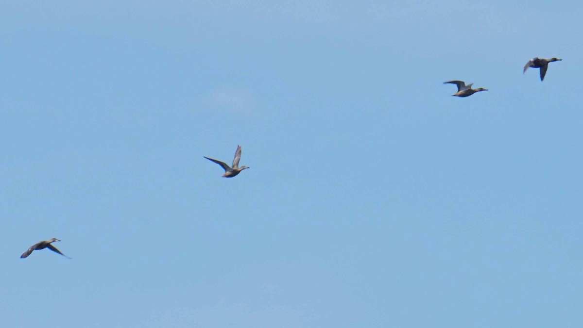 Northern Shoveler - ML646408660