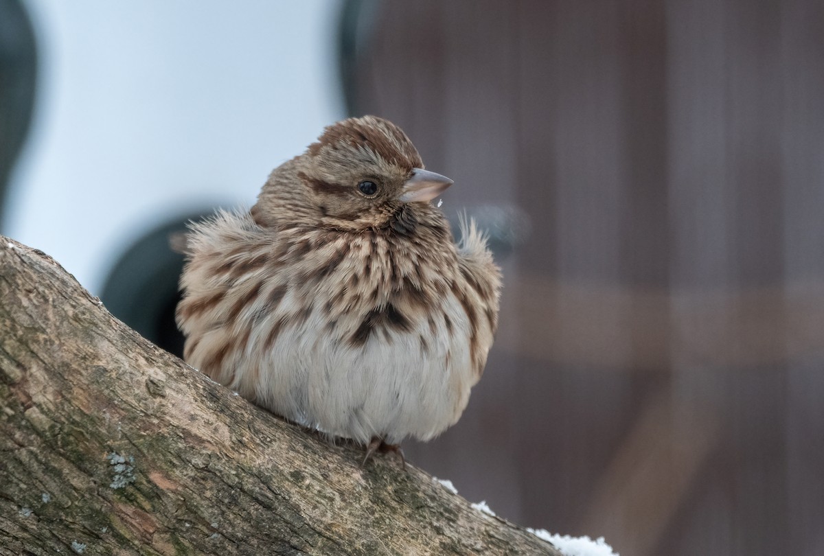 Song Sparrow - ML646408662