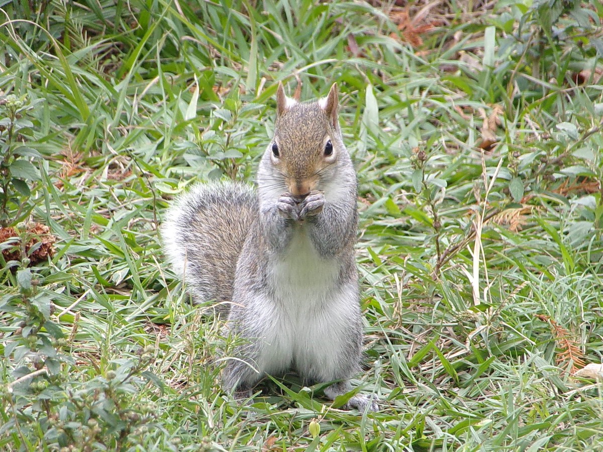 Eastern Gray Squirrel - ML646408664