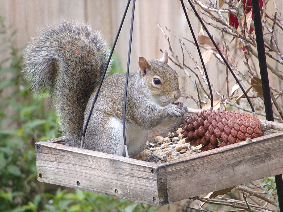Eastern Gray Squirrel - ML646408665