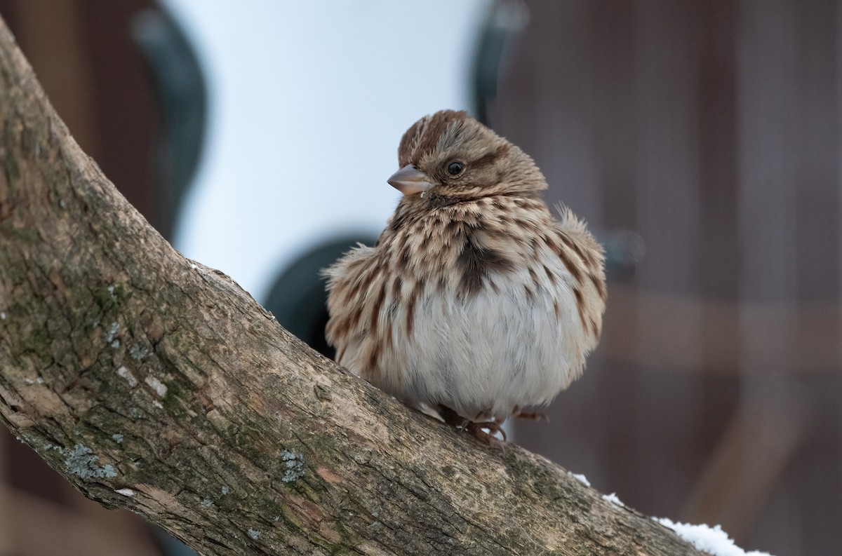 Song Sparrow - ML646408668
