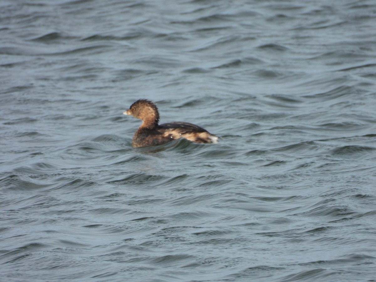 Pied-billed Grebe - ML646408669