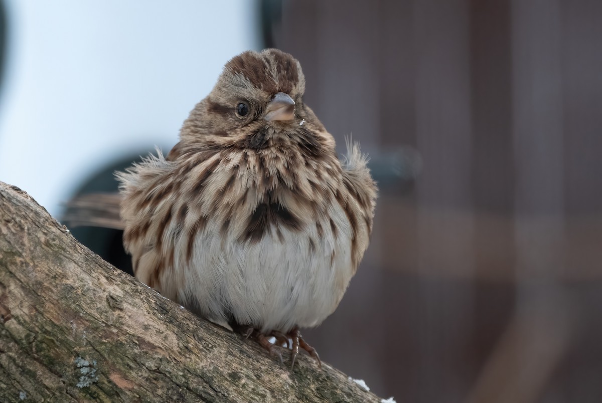 Song Sparrow - ML646408670