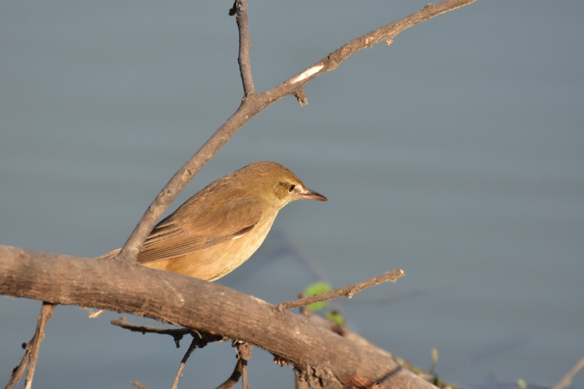 Clamorous Reed Warbler - ML646408671