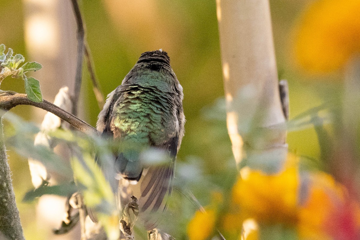 ノドグロハチドリ - ML646408672