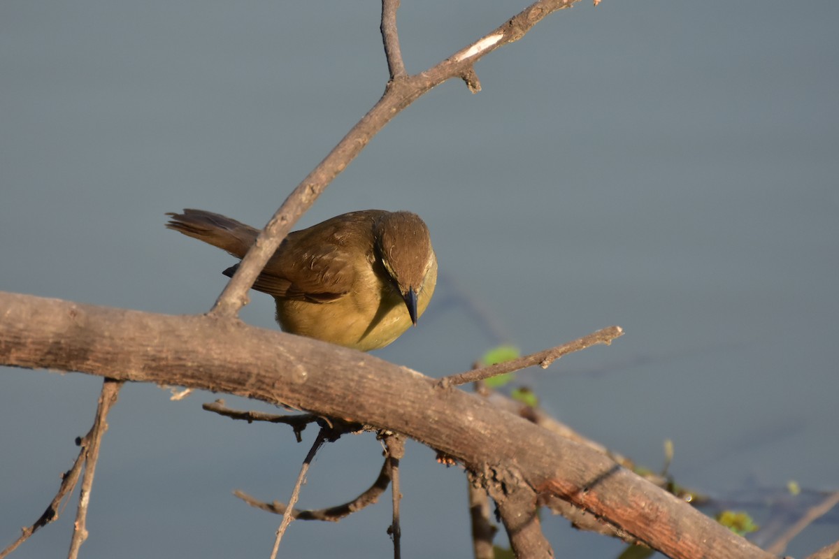 Clamorous Reed Warbler - ML646408673