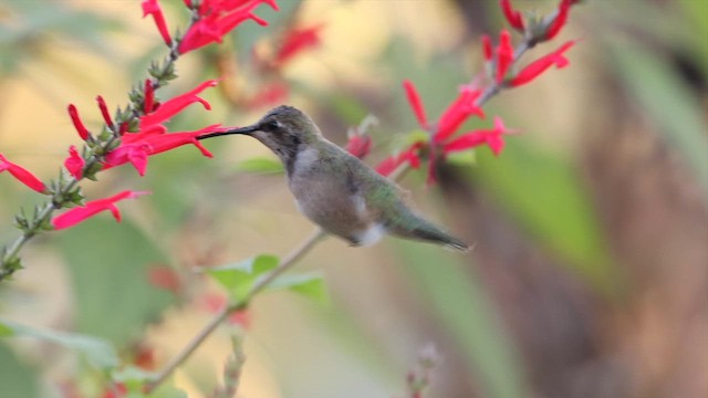 kalypta černobradá - ML646408674