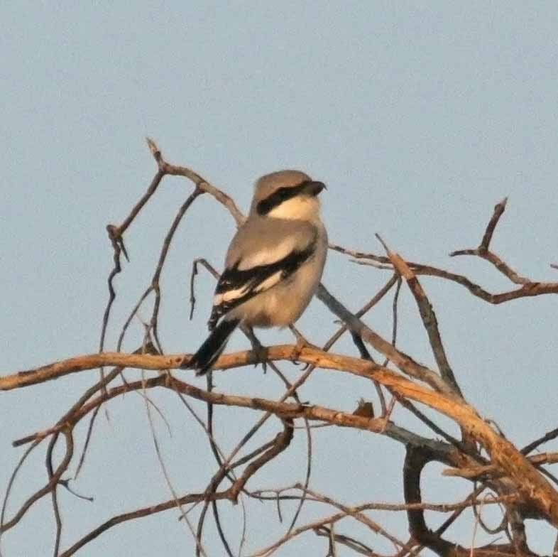 Great Gray Shrike (Arabian) - ML646408675