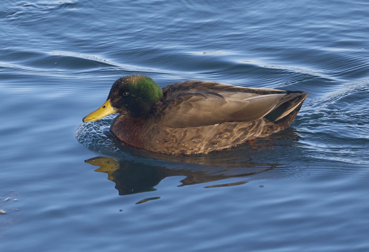 Mallard x American Black Duck (hybrid) - ML646408676