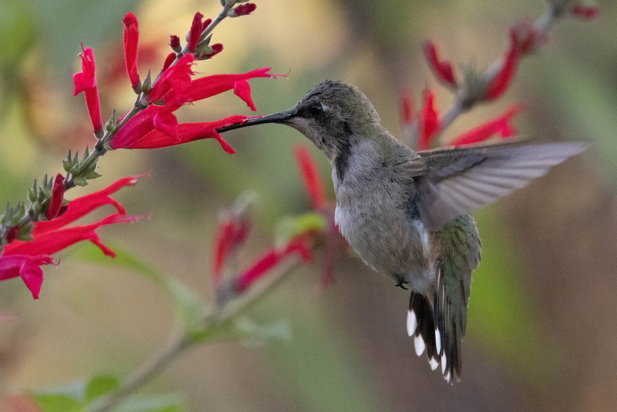 ノドグロハチドリ - ML646408682