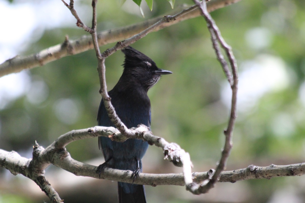 Steller Kargası - ML646408683