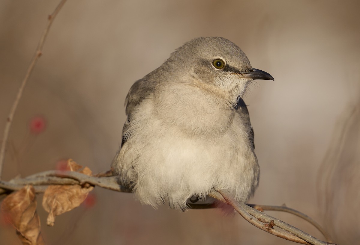 Northern Mockingbird - ML646408686