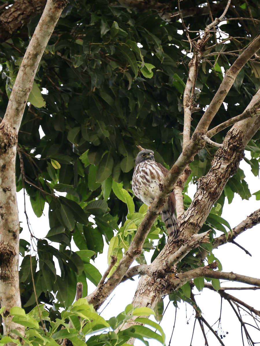 Sulawesi Goshawk - ML646408687
