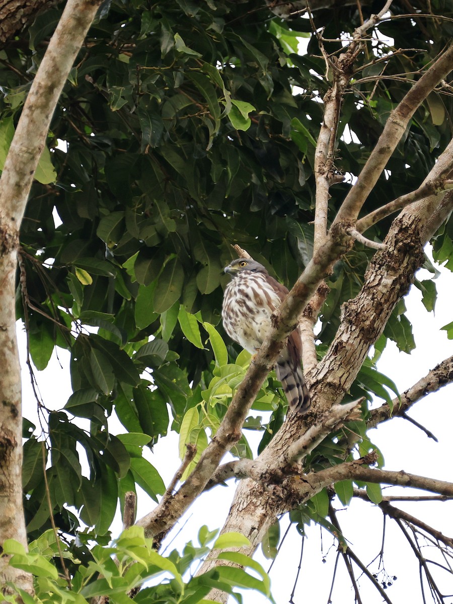 Sulawesi Goshawk - ML646408688