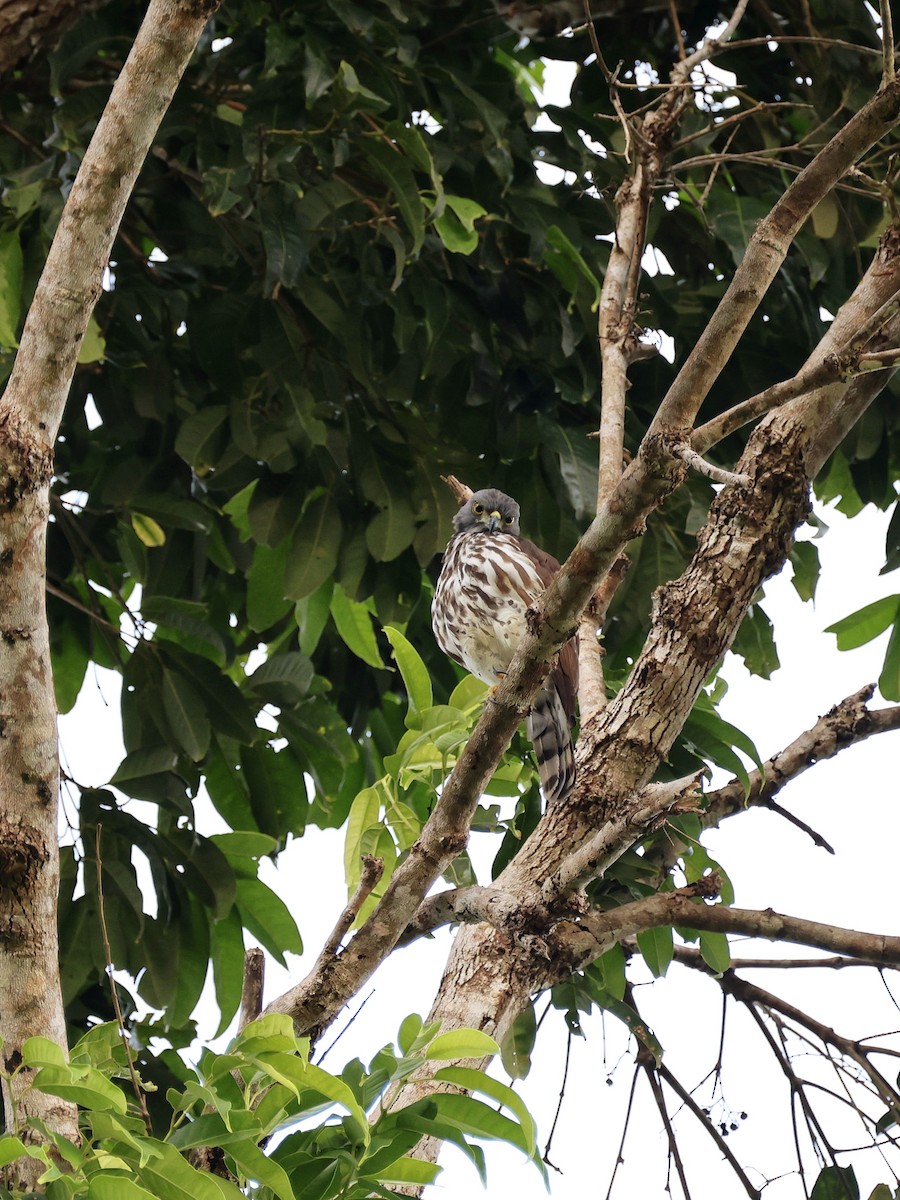 Sulawesi Goshawk - ML646408689