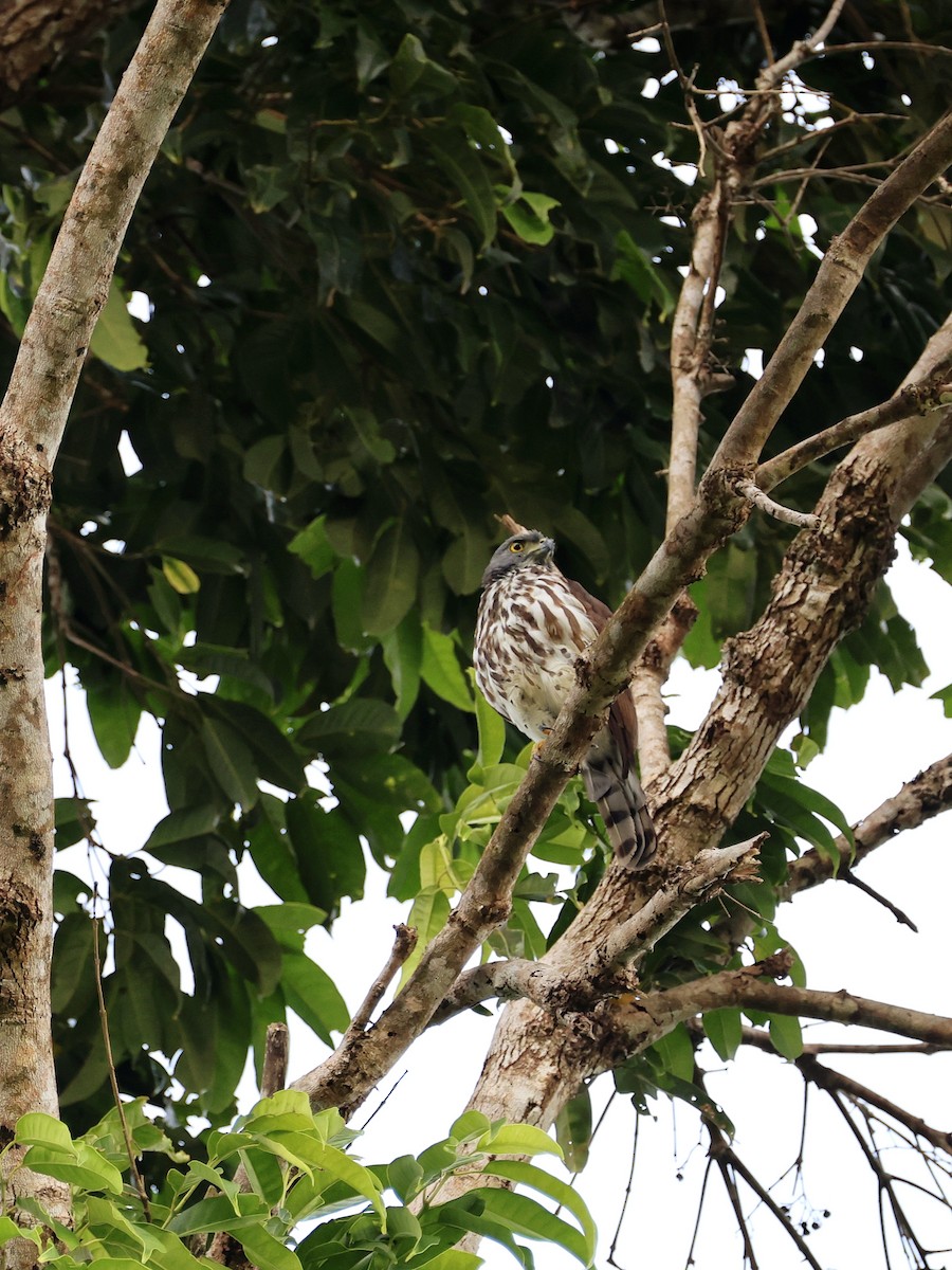 Sulawesi Goshawk - ML646408690