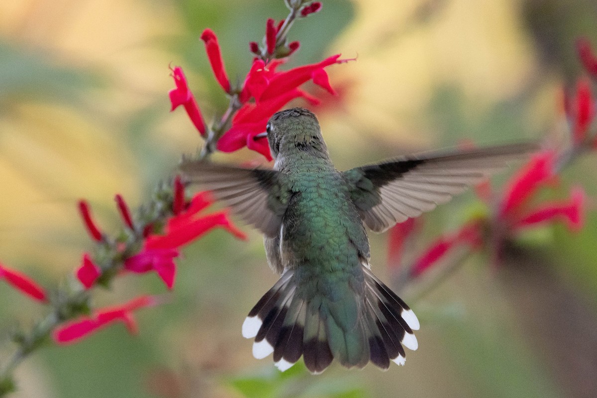 ノドグロハチドリ - ML646408693