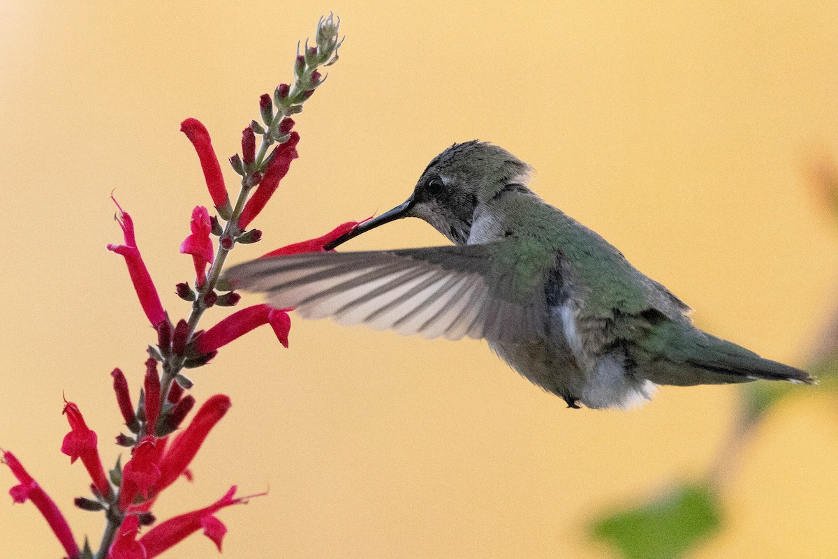 ノドグロハチドリ - ML646408694