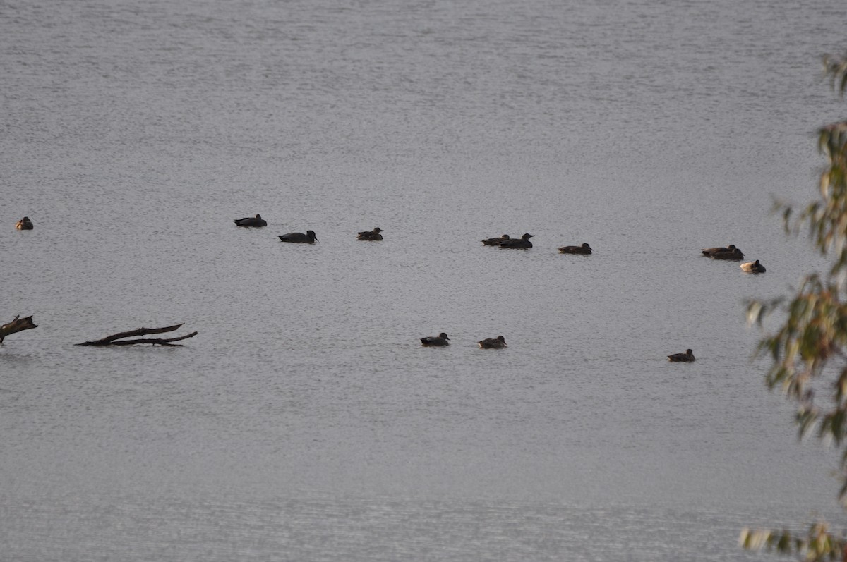 Gadwall - ML646408695