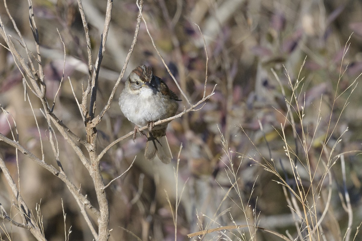 Swamp Sparrow - ML646408697