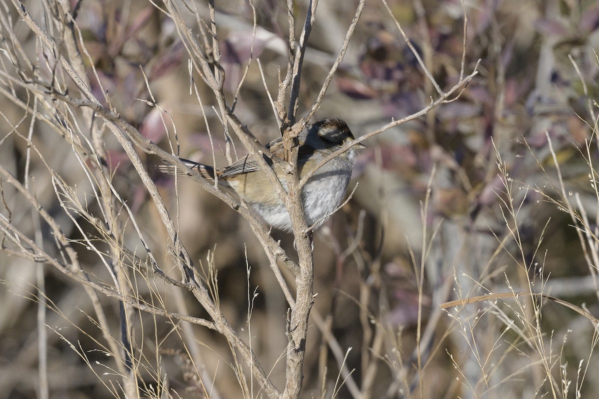 Swamp Sparrow - ML646408698