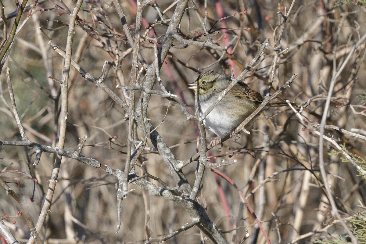 Swamp Sparrow - ML646408699