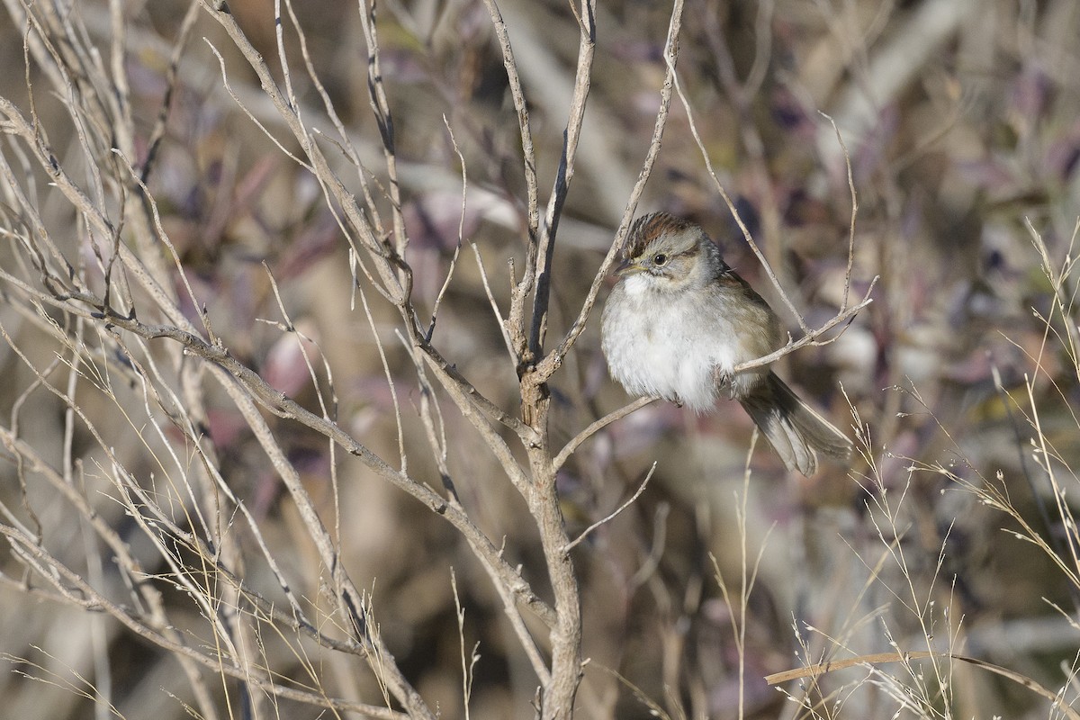 Swamp Sparrow - ML646408700