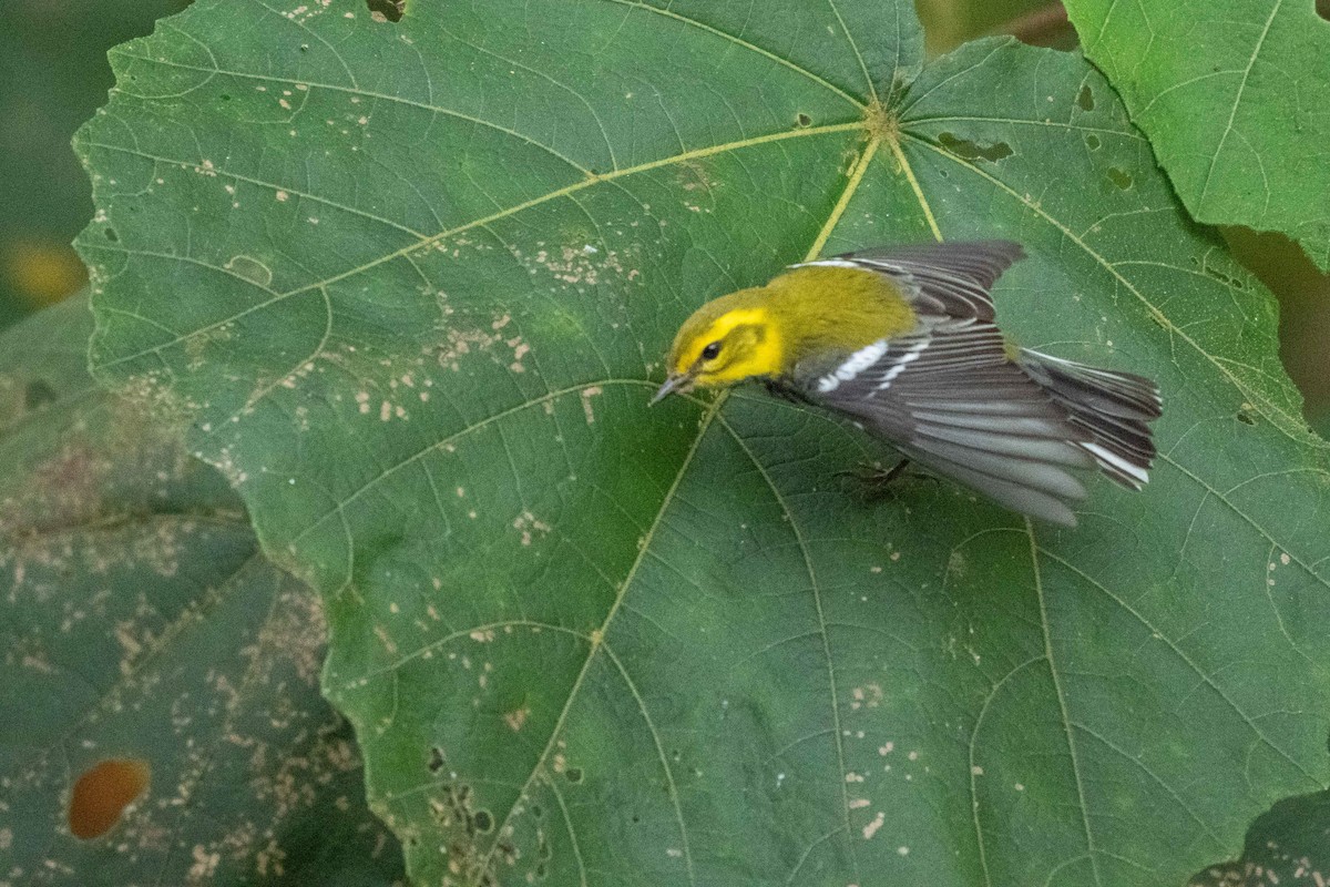 סבכון צהוב-ראש - ML646408701