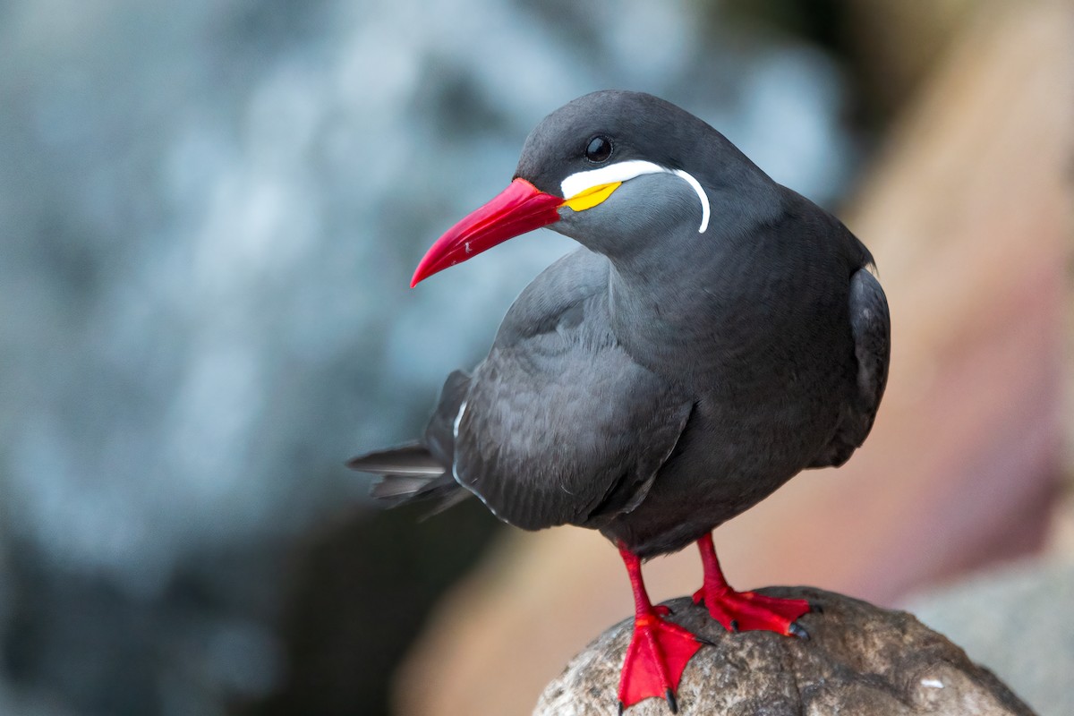 rybák inka - ML646408702