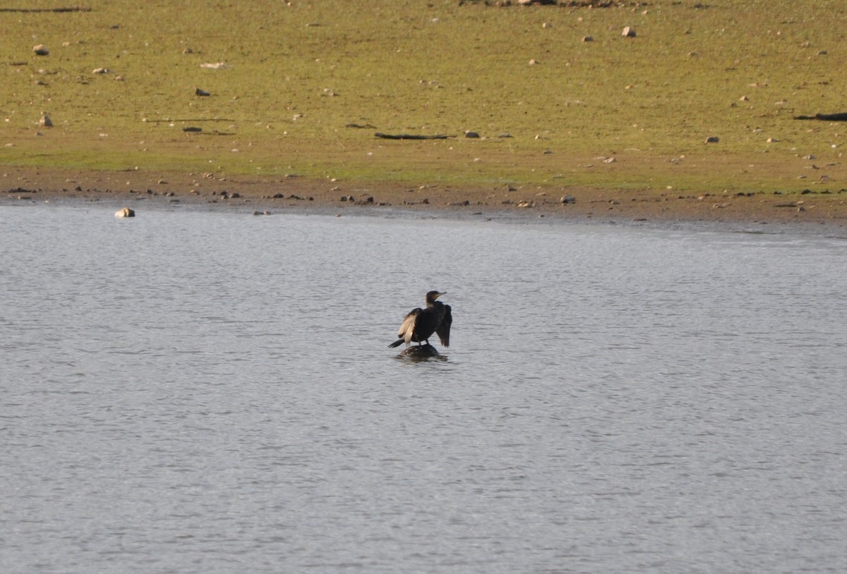 Great Cormorant - ML646408704