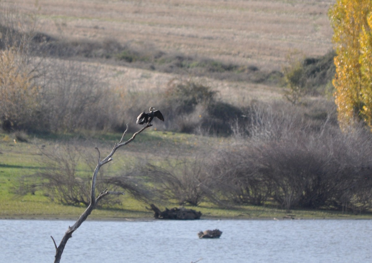 Great Cormorant - ML646408705