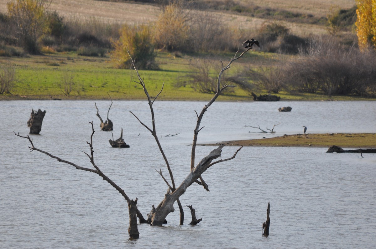 Great Cormorant - ML646408706