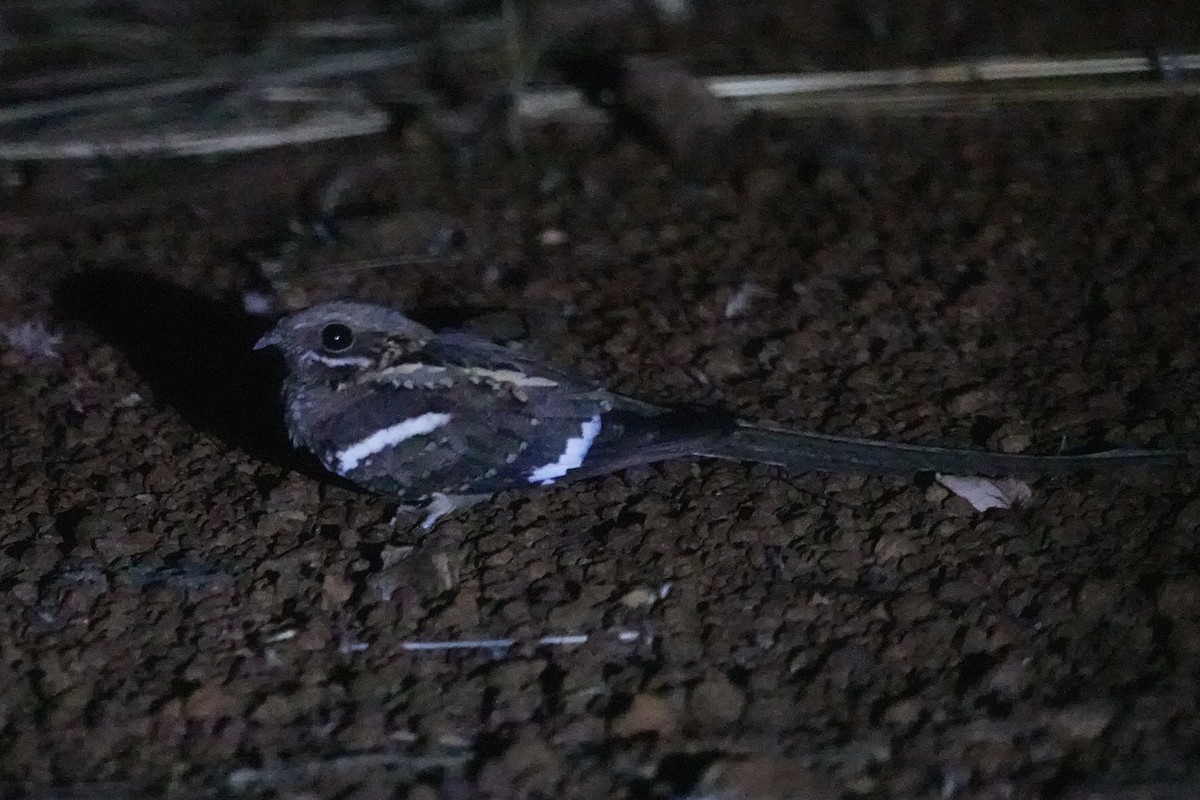 lelek dlouhoocasý - ML646408707