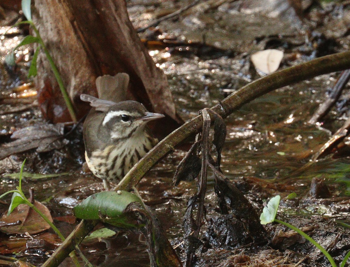 Louisiana Waterthrush - ML646408708