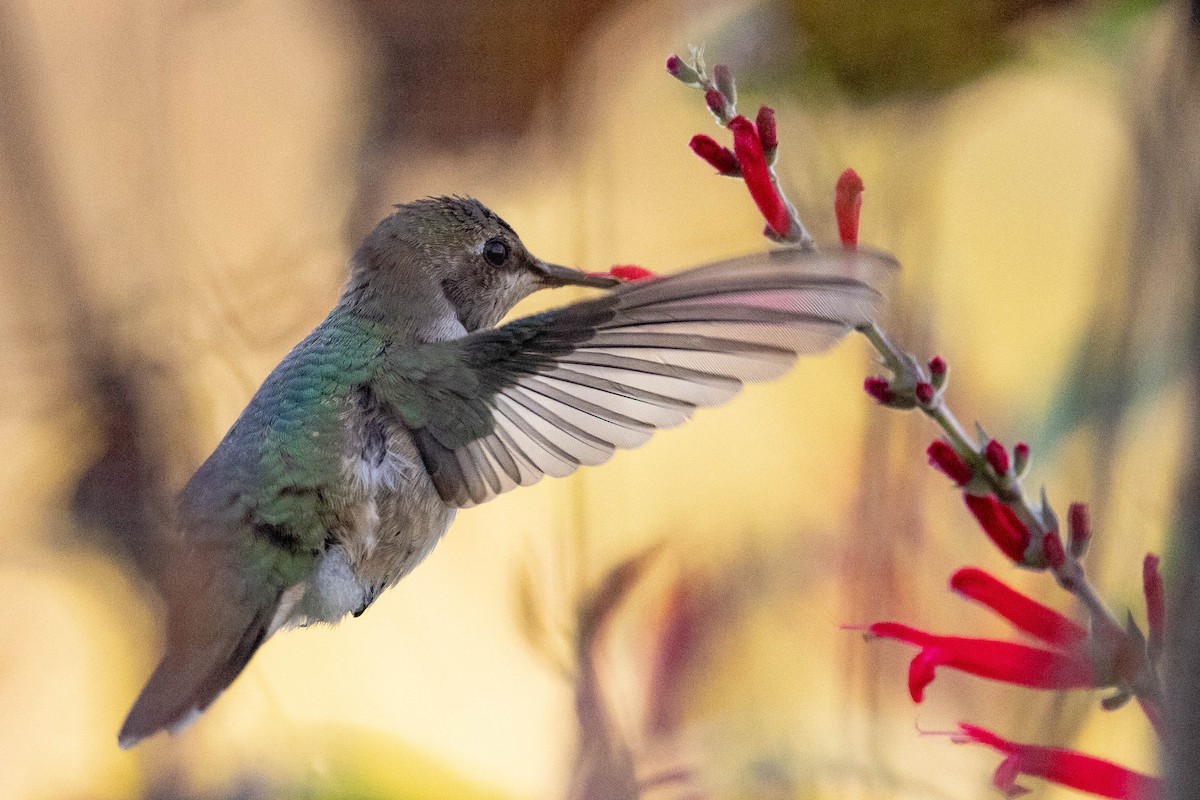 ノドグロハチドリ - ML646408709