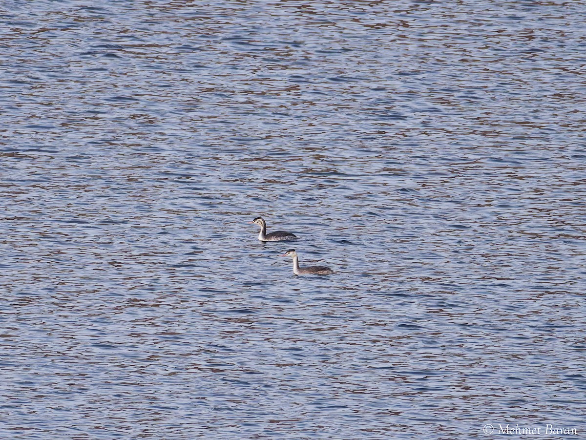 Great Crested Grebe - ML646408710