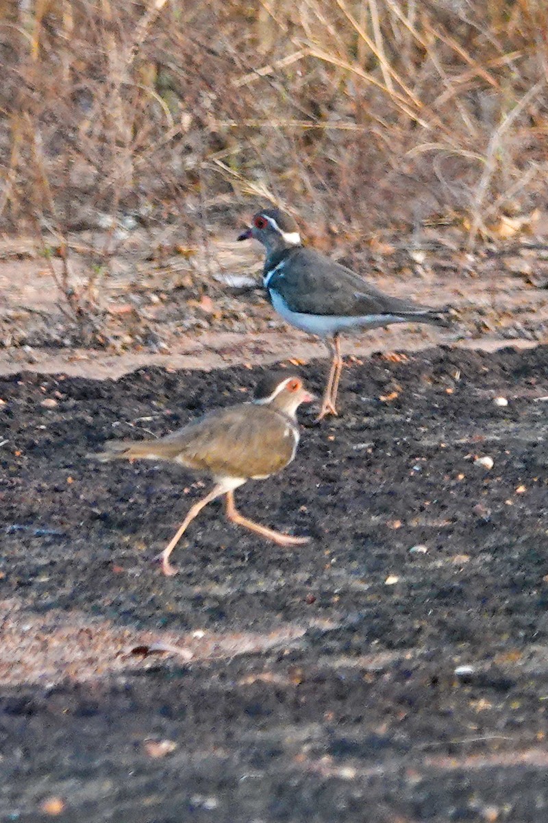 kulík hnědolící - ML646408711