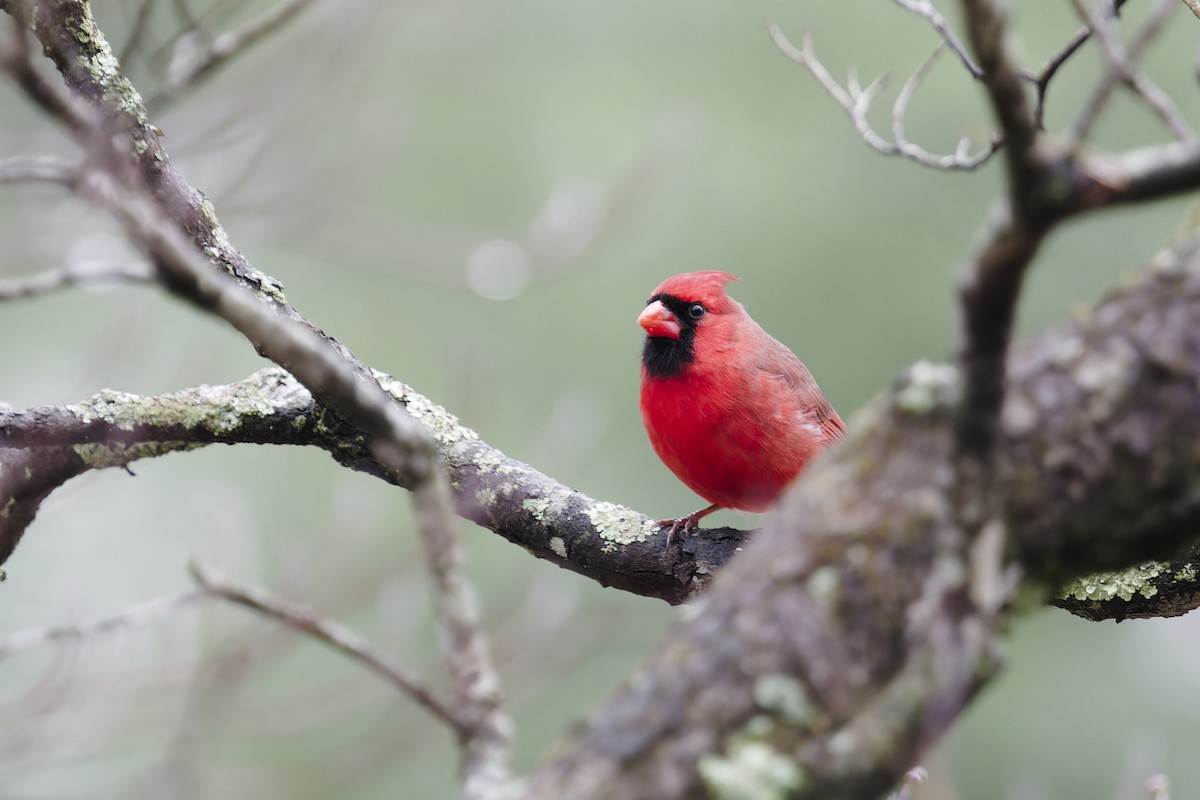 Northern Cardinal - ML646408713