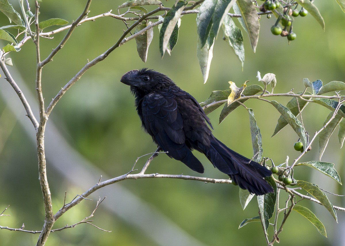Smooth-billed Ani - ML646408717