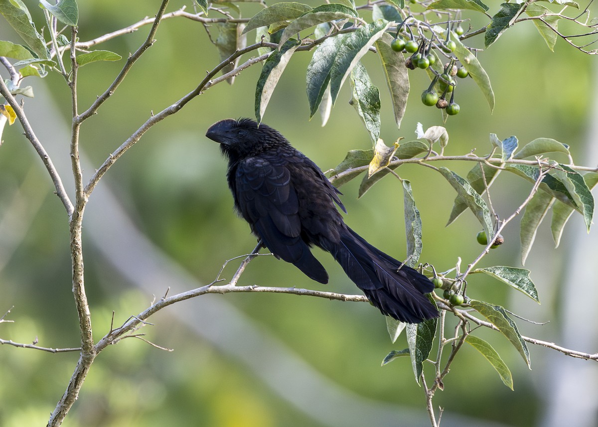 Smooth-billed Ani - ML646408718