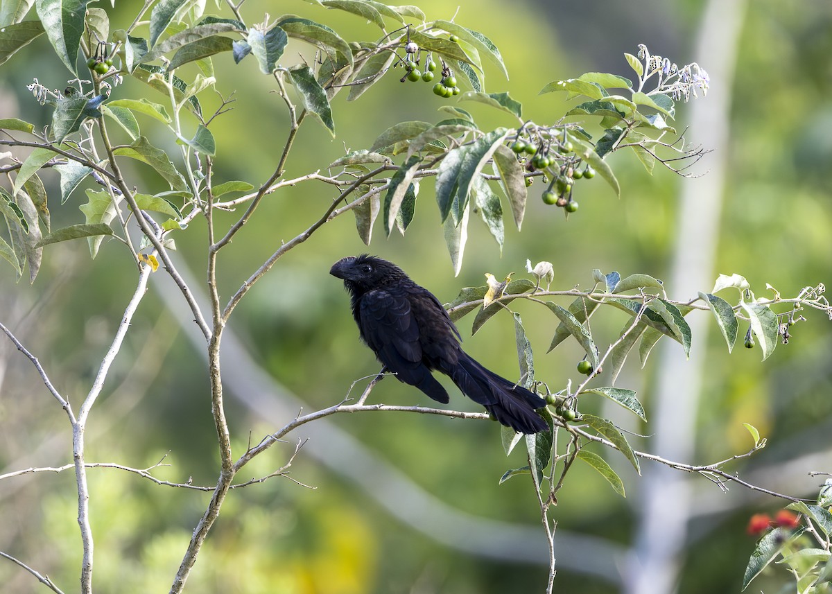 Smooth-billed Ani - ML646408719