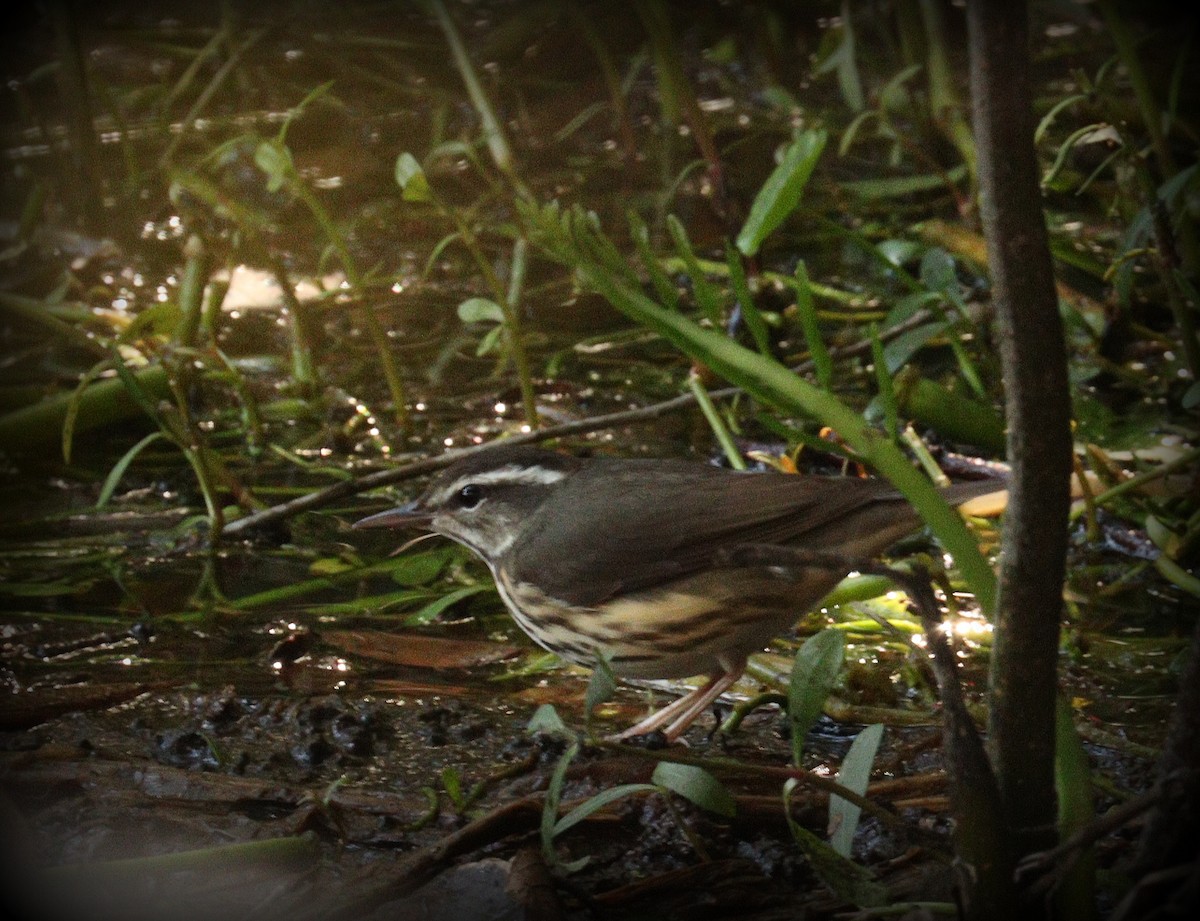 Louisiana Waterthrush - ML646408723