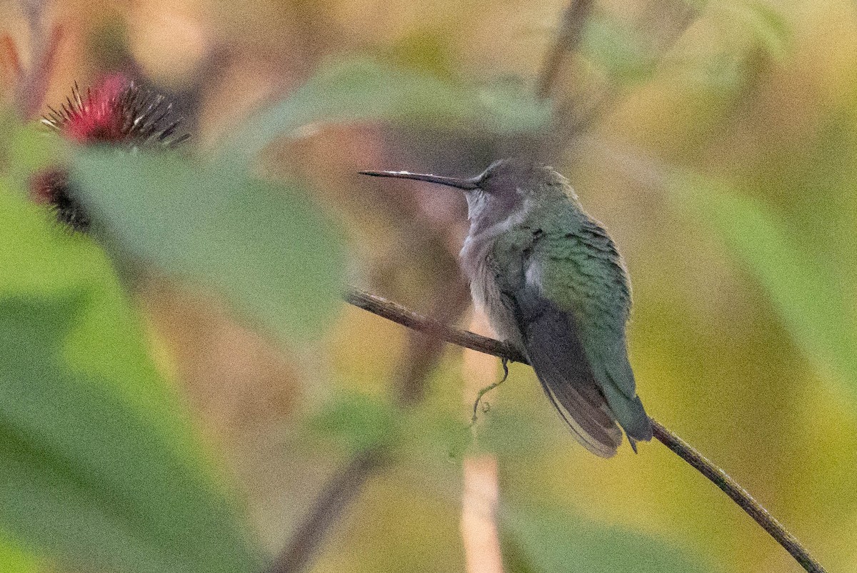 ノドグロハチドリ - ML646408731