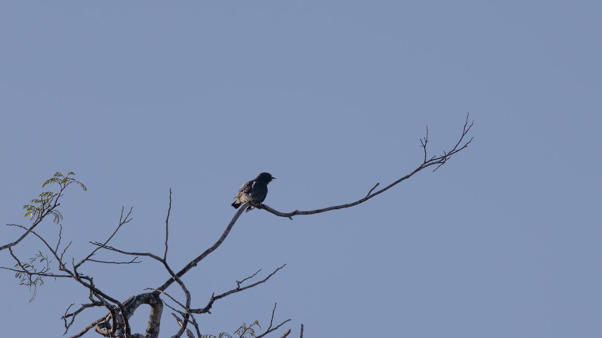 Swallow-winged Puffbird - ML646408732