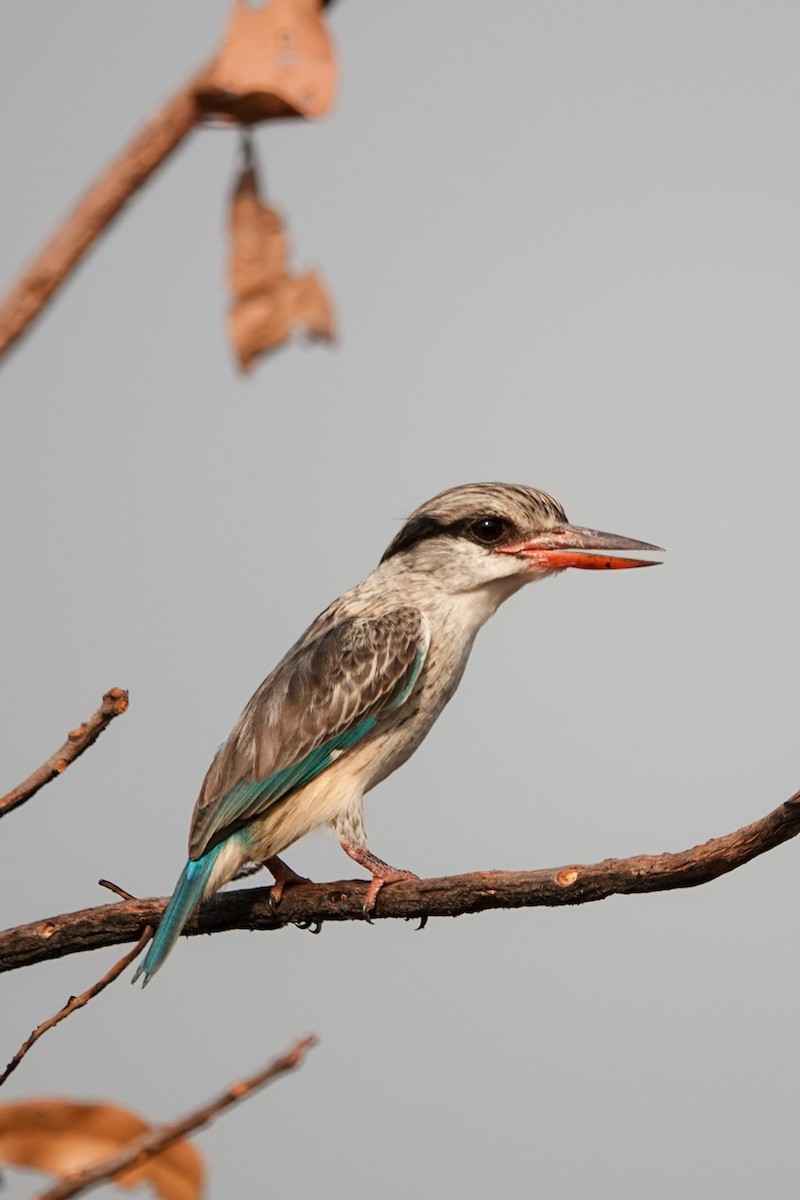 ledňáček žíhaný - ML646408734