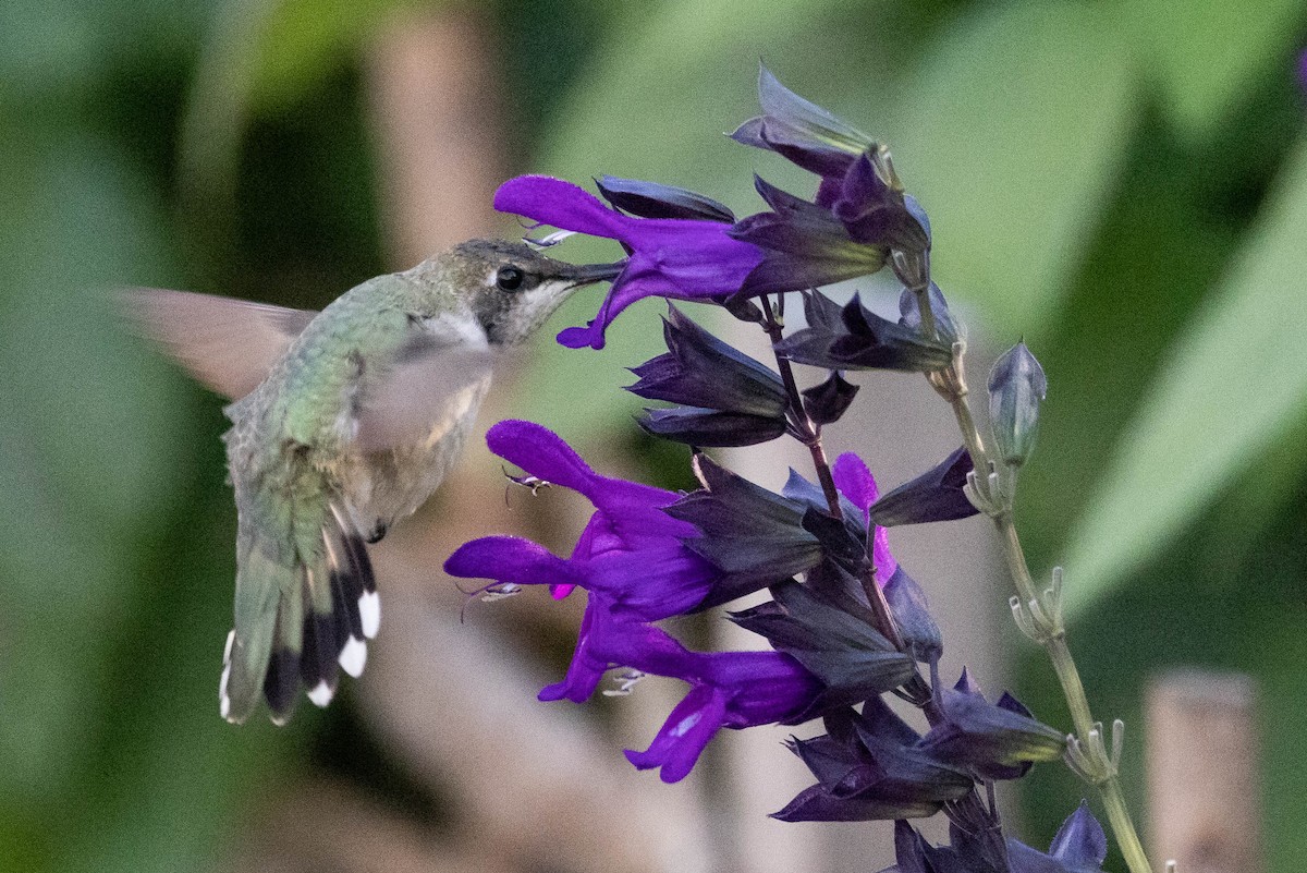 ノドグロハチドリ - ML646408742