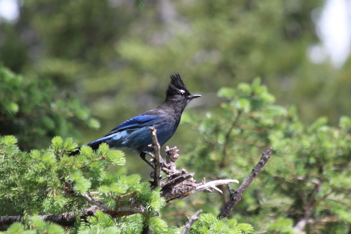 Steller Kargası - ML646408744