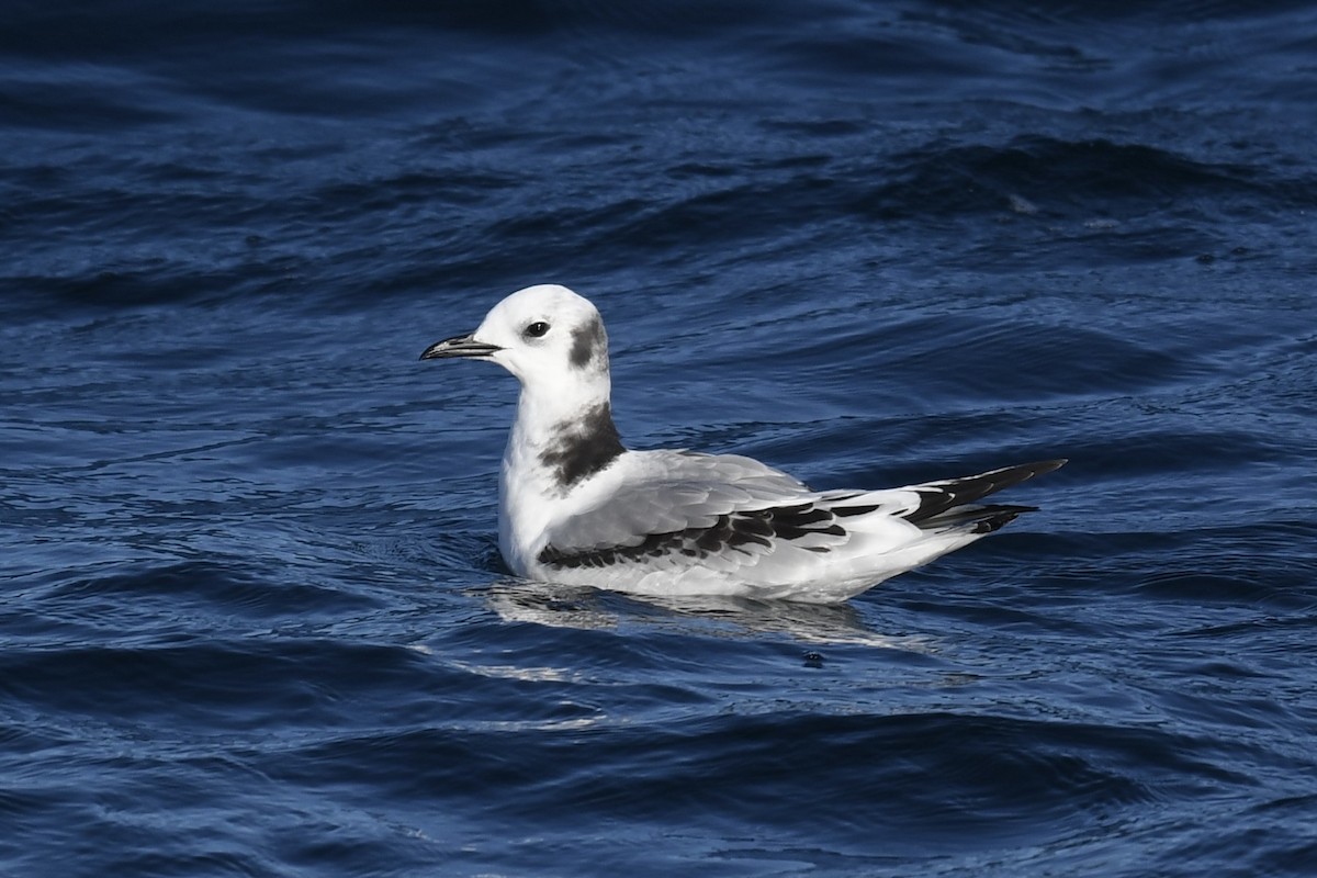 三趾鷗 - ML646408745