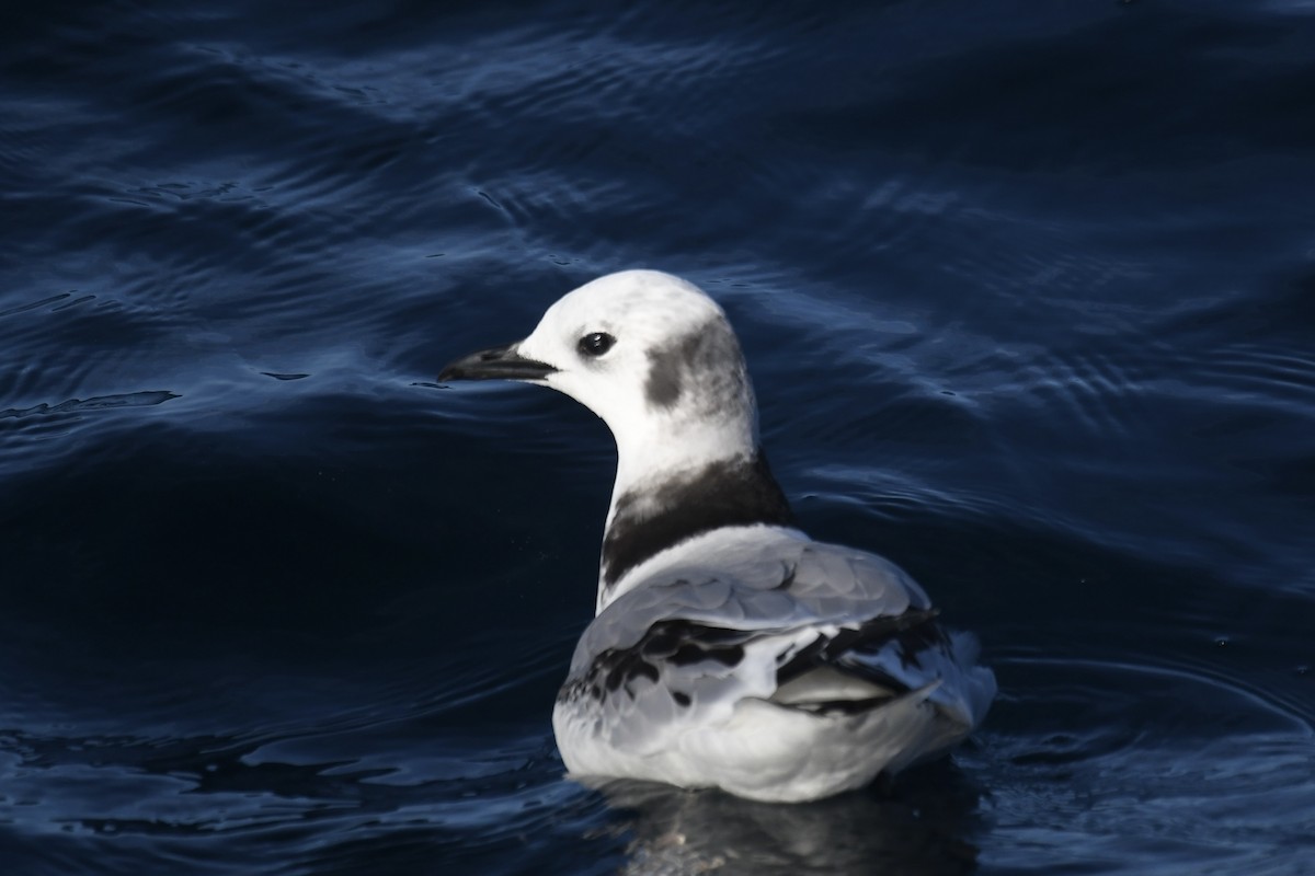 三趾鷗 - ML646408749